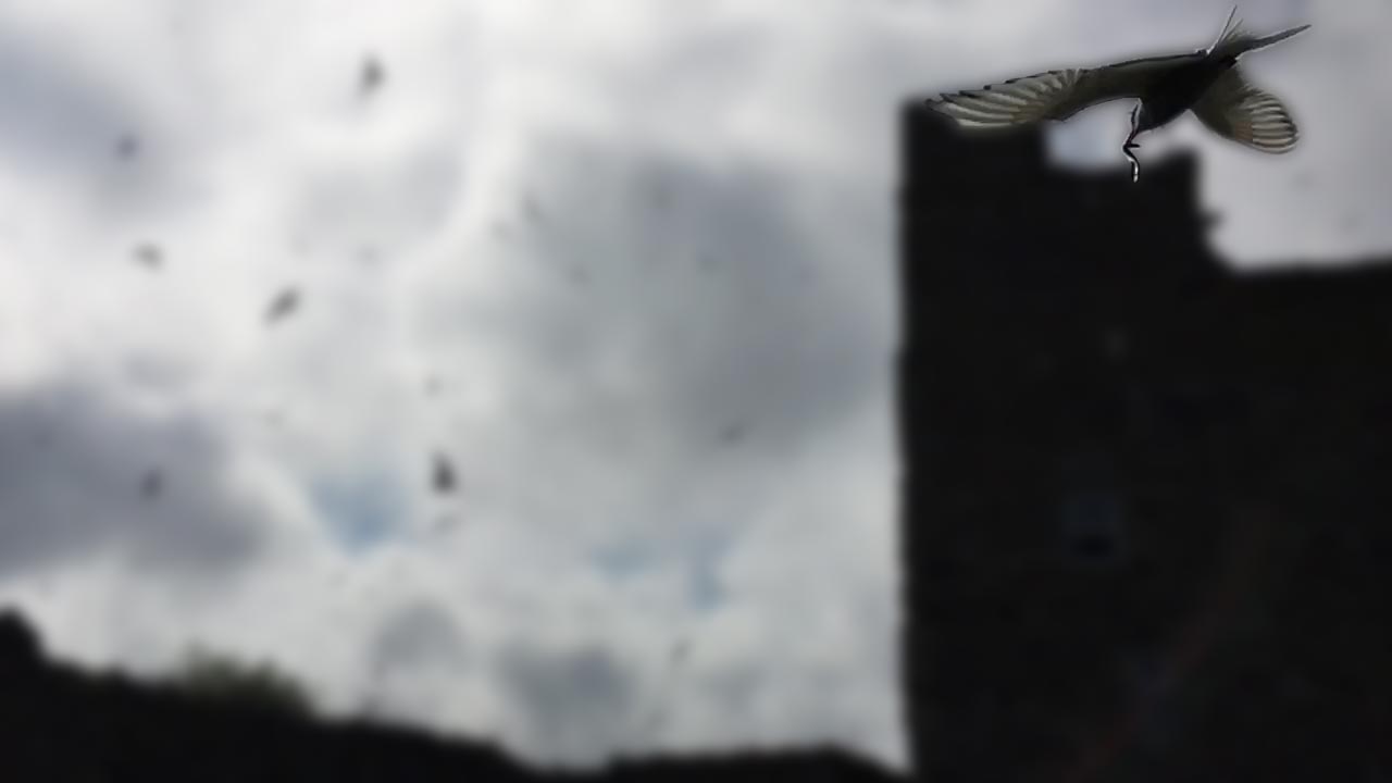 Blurred terns image cover