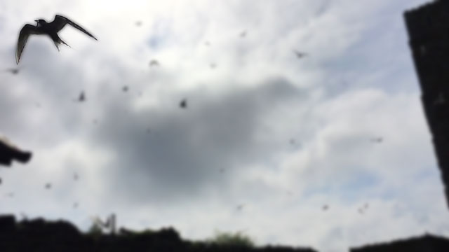 Blurred terns image cover